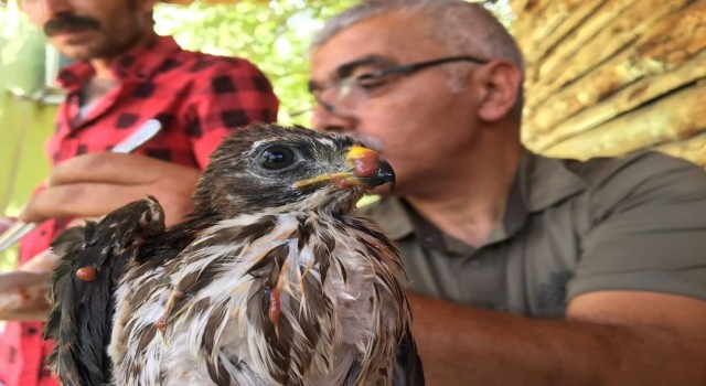 Bakımı yapılan şahin yavrusu tekrar doğaya bırakıldı
