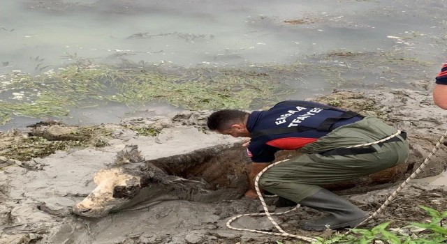 Balçığa saplanan inek itfaiyenin operasyonu ile kurtarıldı