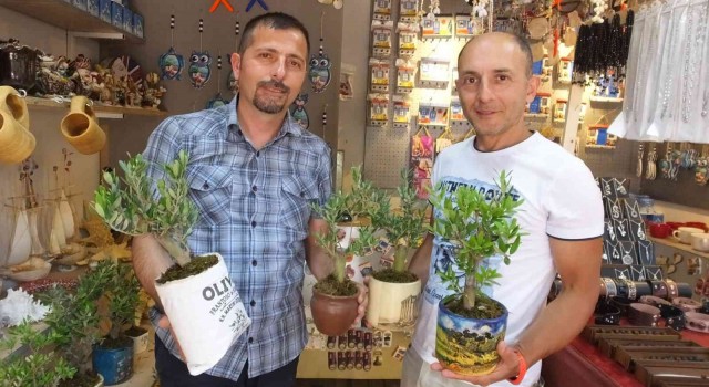 Balıkesirde bodur zeytin ağaçları hediyelikler arasına girdi