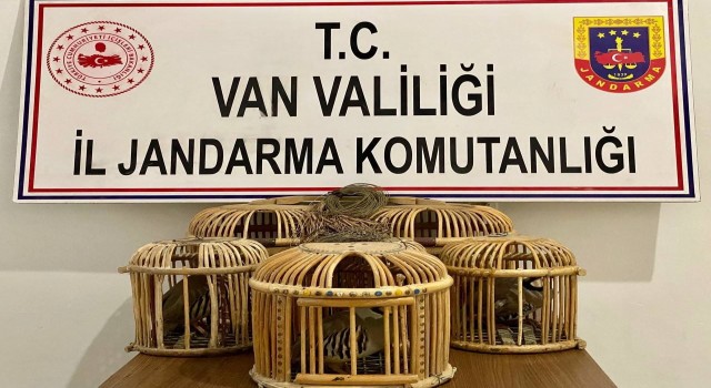 Başkalede 5 adet canlı keklik yakalandı