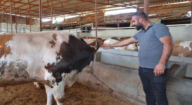 Batmanda 55 bin liraya satılacak 1 tonluk kurbanlık pazarda yerini aldı