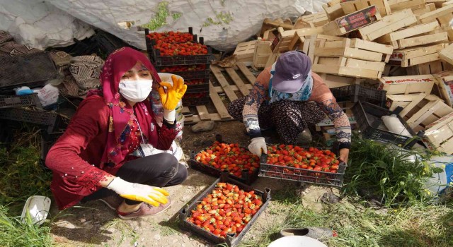 Batmanda 80 üreticiye hibeli çilek bahçesi kurulum desteği verilecek