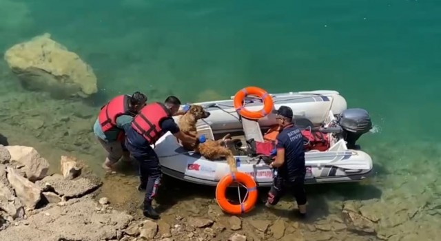 Batmanda baraj göletine düşen köpek bot yardımıyla kurtarıldı