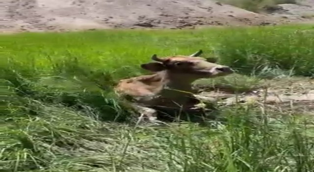 Batmanda bataklığa saplanan inek vatandaş ve itfaiye ekiplerinin yardımıyla kurtarıldı