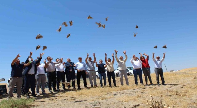 Batmanda süne ile mücadele için doğaya keklik salındı