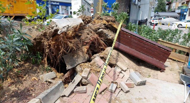 Bebekte asırlık ağaç yola devrildi: 2 kişi yaralandı