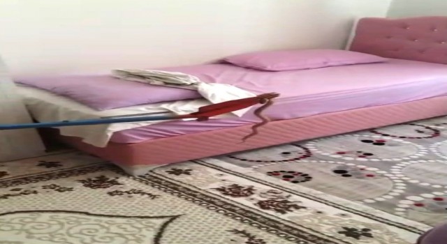 Besnide eve giren yalan yakalandı