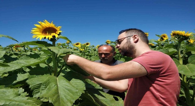 Beyşehirde ekili alanlarda hastalık ve zararlı kontrolleri sürüyor