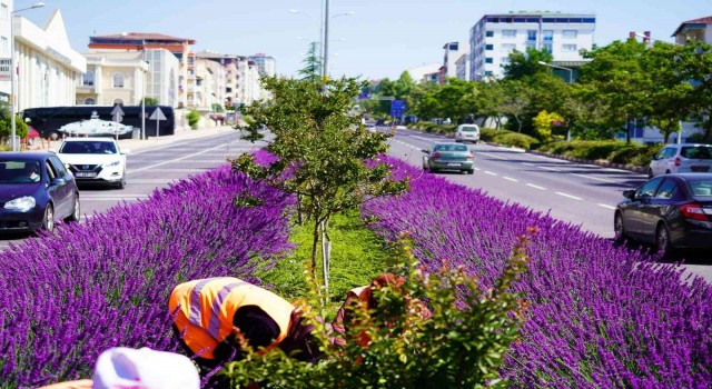 Bilecik orta refüjünü süsleyen lavantalar çiçek açtı