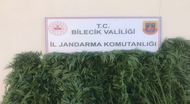 Bilecikte 116 kök kenevir bitkisi ele geçirildi