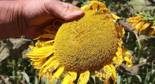 Bilecikte çayır tırtılı popülasyonu ayçiçeği ekili alanlarda zararlar oluşturdu