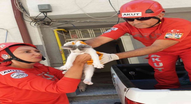 Binanın ikinci katında mahsur kalan kedi AKUTun operasyonuyla kurtarıldı