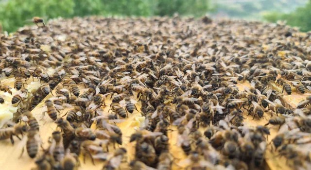 Bingöl bal arısı ile hem arı ölümlerinin önüne geçilecek hem de kalite artacak