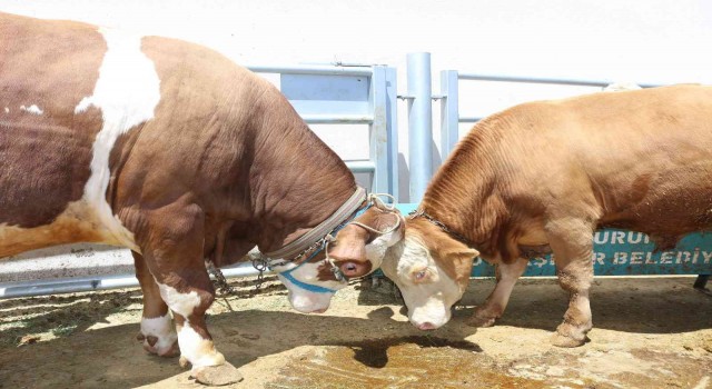 Bir tonluk kilosuyla canlı hayvan pazarının gözdesi ‘Dadaş isimli boğa oldu