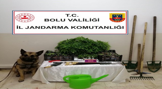 Boluda, 350 kök kenevir yakalandı: 2 gözaltı