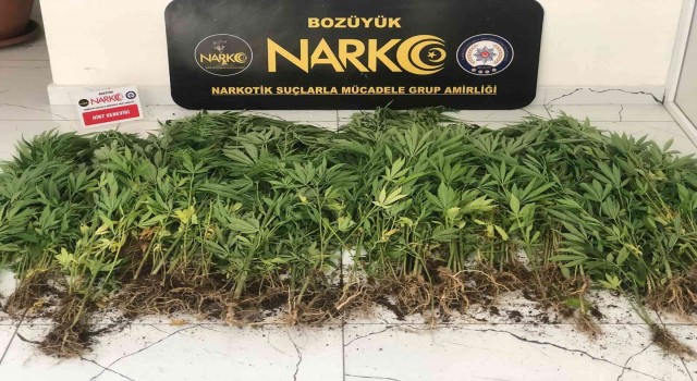 Bozüyükte hint keneviri bitkisi ele geçirildi