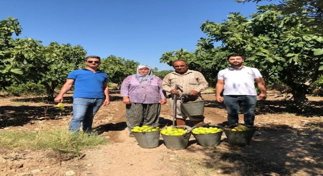 Buharkentte incir hasadı başladı