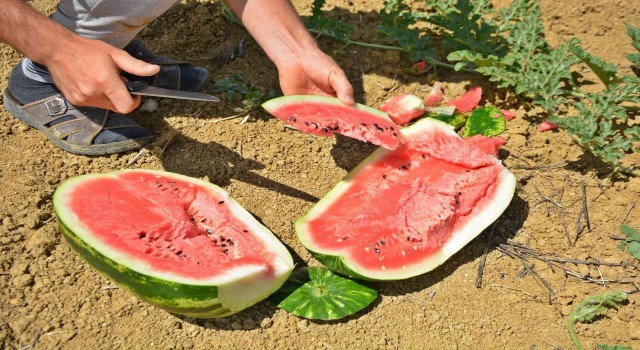 Bunaltıcı sıcaklar vatandaşı sulu meyvelere yönlendirdi