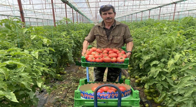 Burdur yaylalarında domates hasadı başladı