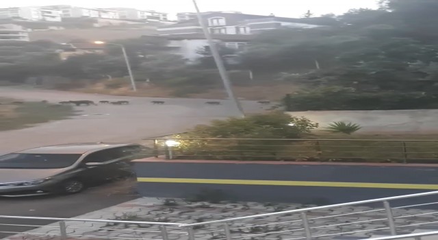 Bursada aç kalan domuz sürüsü şehir merkezine indi
