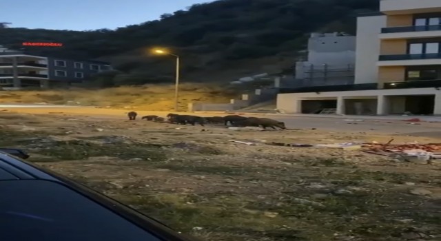 Bursada aç kalan domuz sürüsü şehir merkezine indi