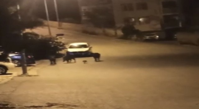 Bursada aç kalan domuzlar şehir merkezine indi