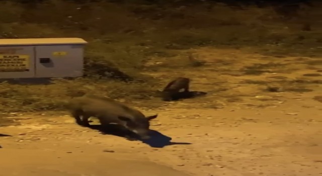 Bursada aç kalan domuzlar şehir merkezine indi