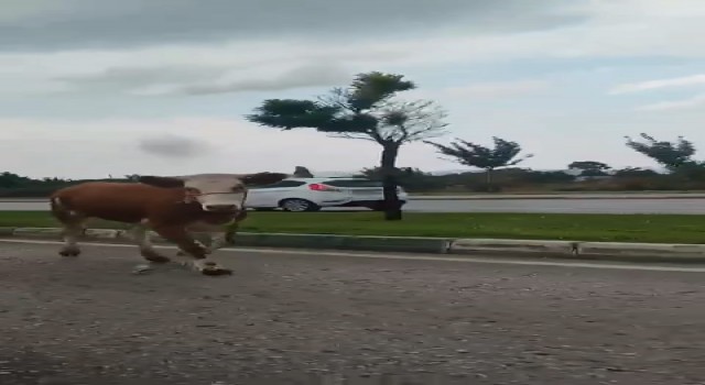 Bursada kaçan kurbanlıklar trafiği birbirine kattı