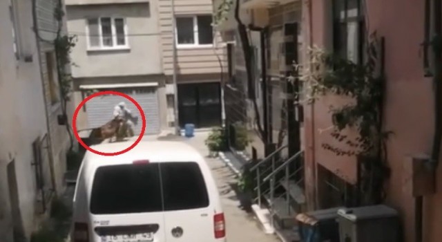 Bursada kaçan kurbanlıklar vatandaşlara zor anlar yaşattı