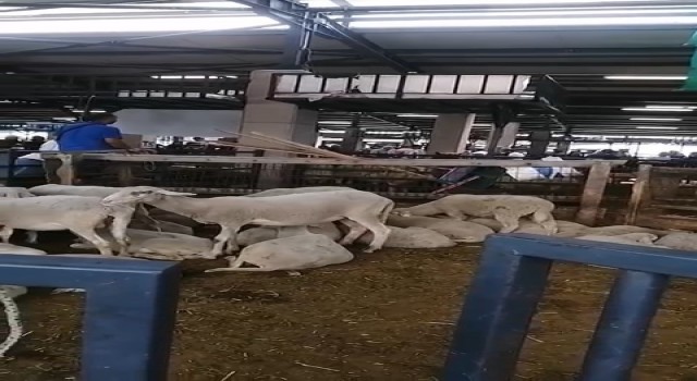 Bursada kavgada kurban pazarı savaş alanına döndü