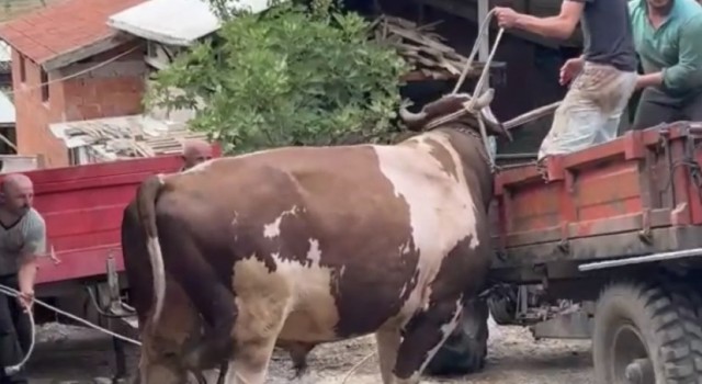 Bursada öfkeli boğayı zor zapt ettiler