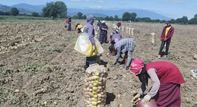 Bursada patates hasadı başladı... Tarlada kilogramı 7.5 lira