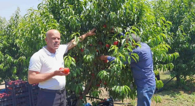 Bursada şeftali hasadı başladı: 40 bin ton rekolte bekleniyor