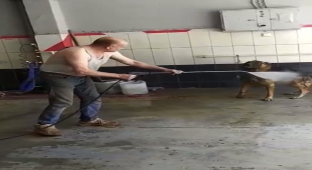 Bursada sıcaktan bunalan köpek böyle serinletildi