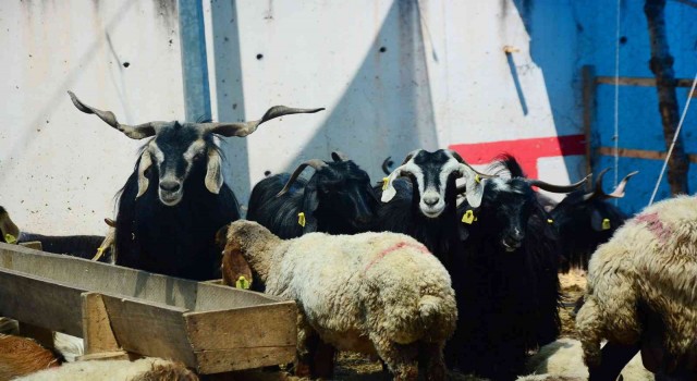 Büyükşehirden kurban kesecek vatandaşlara önemli uyarı