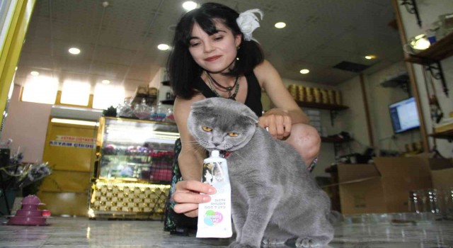 Çalınan kedisini bulmak için dedektif gibi iz sürdü, gelen mesajla mutluluktan havalara uçtu