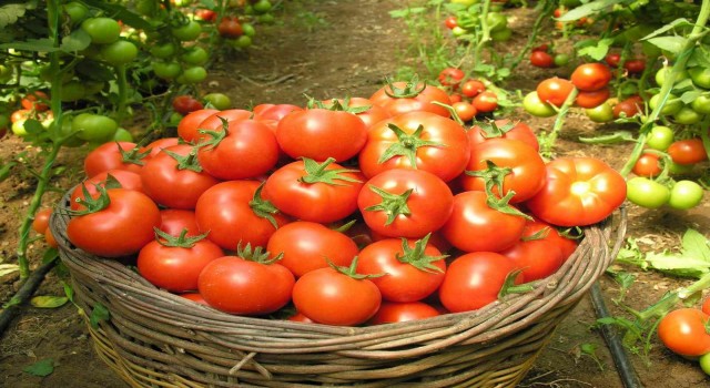 Çamelinde En iyi domates yarışması düzenlenecek