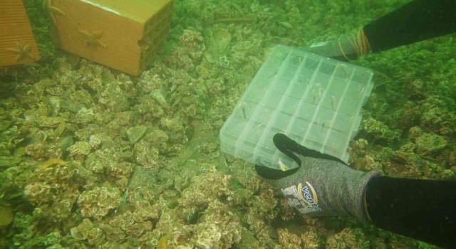 Çanakkalede 300 yavru ıstakoz denize bırakıldı