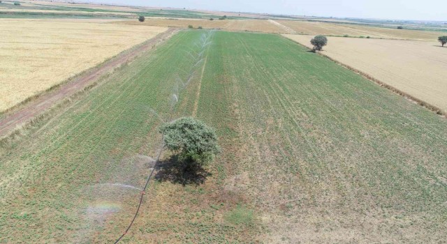 Çanakkalede yapılan sulu tarım ülke ekonomisine yaklaşık 3 milyarlık katkı sağlayacak