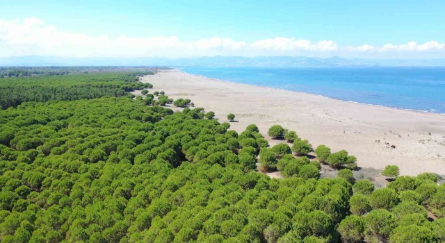 Çarşambaya 50 hektarlık Orman Park