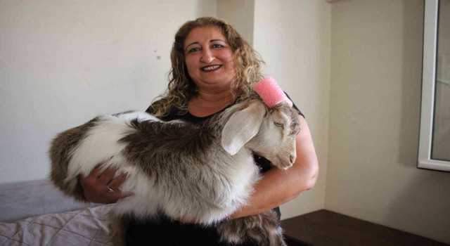 Çay tiryakisi Ninjaya gözü gibi bakıyor
