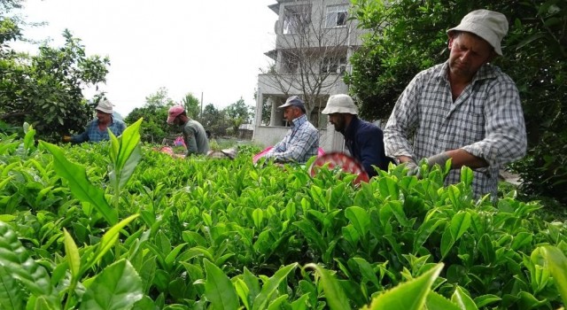 ÇAYKUR 2. sürgün çay alımlarına devam ediyor
