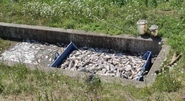 Çekyada onlarca ton balık telef oldu