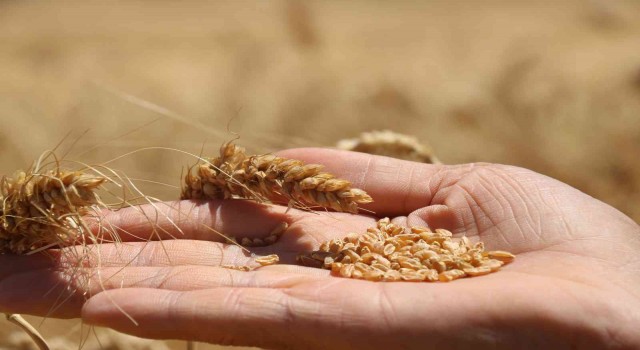 Çiftçilere buğday için kg başına 1 TL, arpa için 0,50 TL prim desteği ödenecek