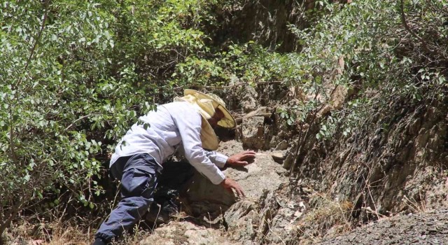 Cilo Dağı eteklerinde bulduğu kaya balını Norveçe kadar gönderiyor