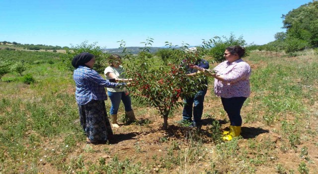 Coğrafi İşaret tescilli Şaphane vişnesinden numune alma çalışmaları