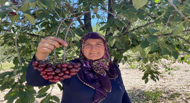 Coğrafi işaretli Çubuk Vişnesini ağrı kesici olarak kullanıyorlar