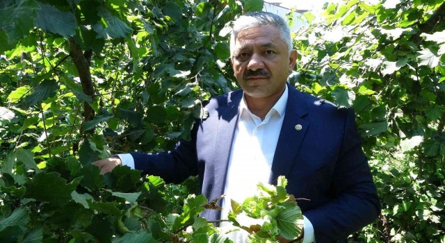 Cumhurbaşkanı, fındık fiyatını Orduda açıklayacak