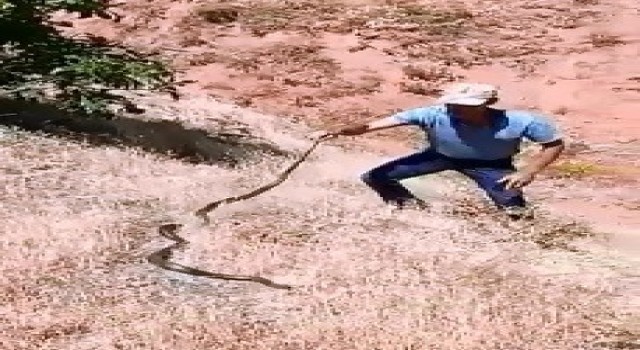 Dağda bulduğu 3 metrelik yılanı önce sevdi, sonra tekrar doğaya bıraktı