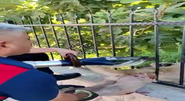 Demir korkulukların arasında saatlerce mahsur kalan köpeği itfaiye kurtardı